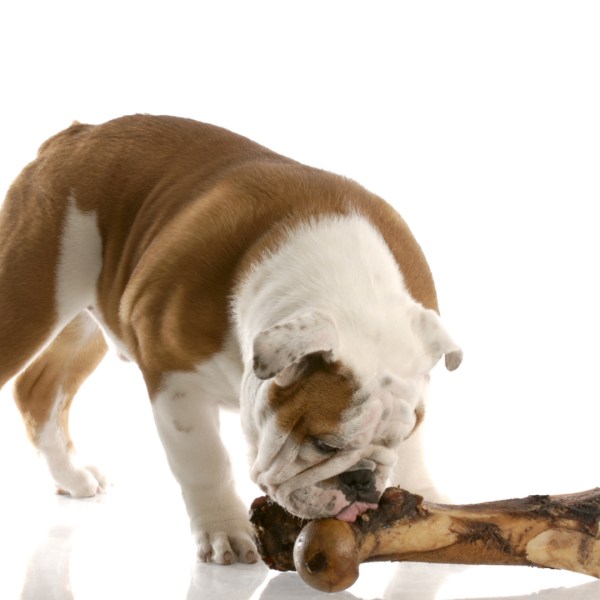 Beef Bone with Dog